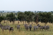 2006-08 SAFARI DU SERENGETI A ZANZIBAR - Tanzanie